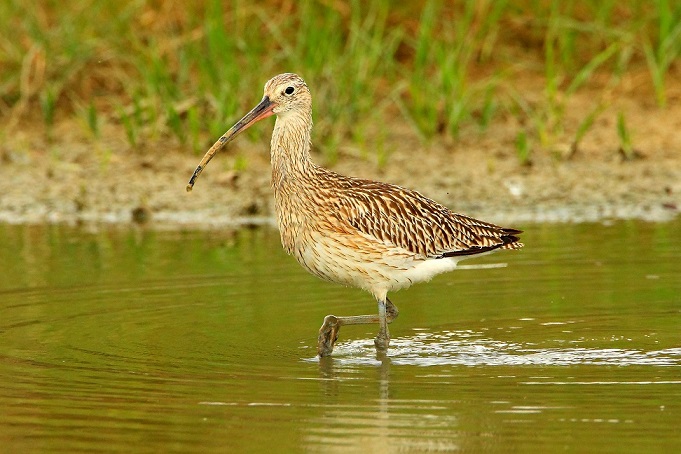 Chiurlo maggiore (Numenius arquata)